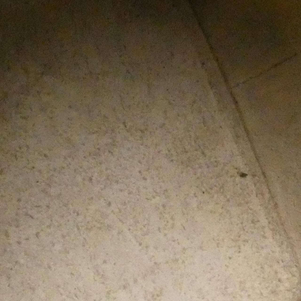 セリーヌ カバ ドゥ フランス スモール 191963CRE バッグ