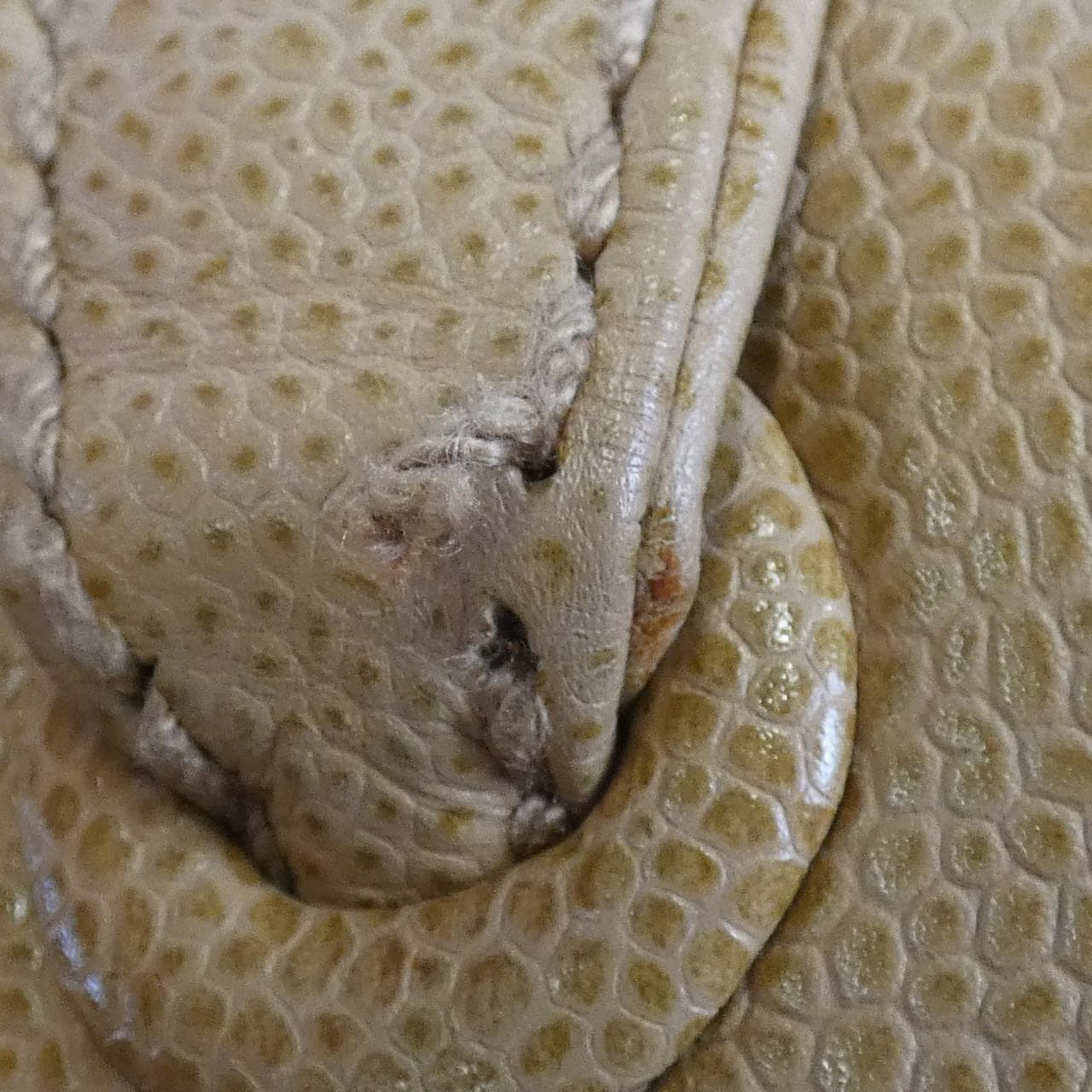 シャネル 25666 ショルダーバッグ