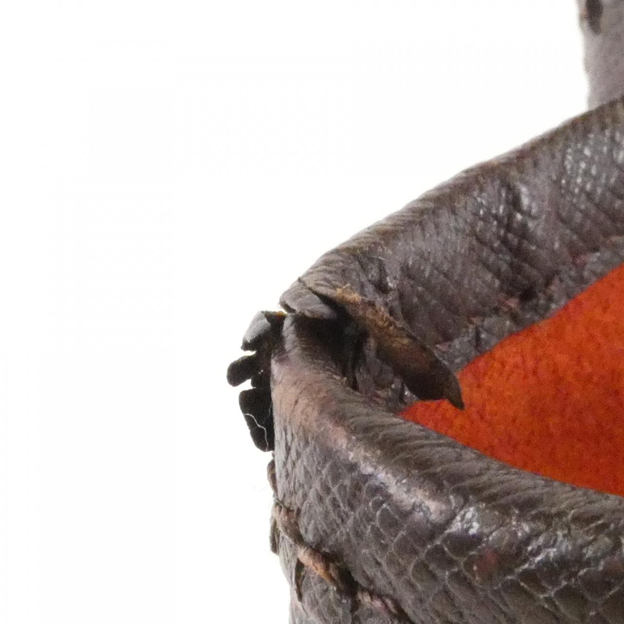 ルイヴィトン ダミエ マレ N42240 ショルダーバッグ