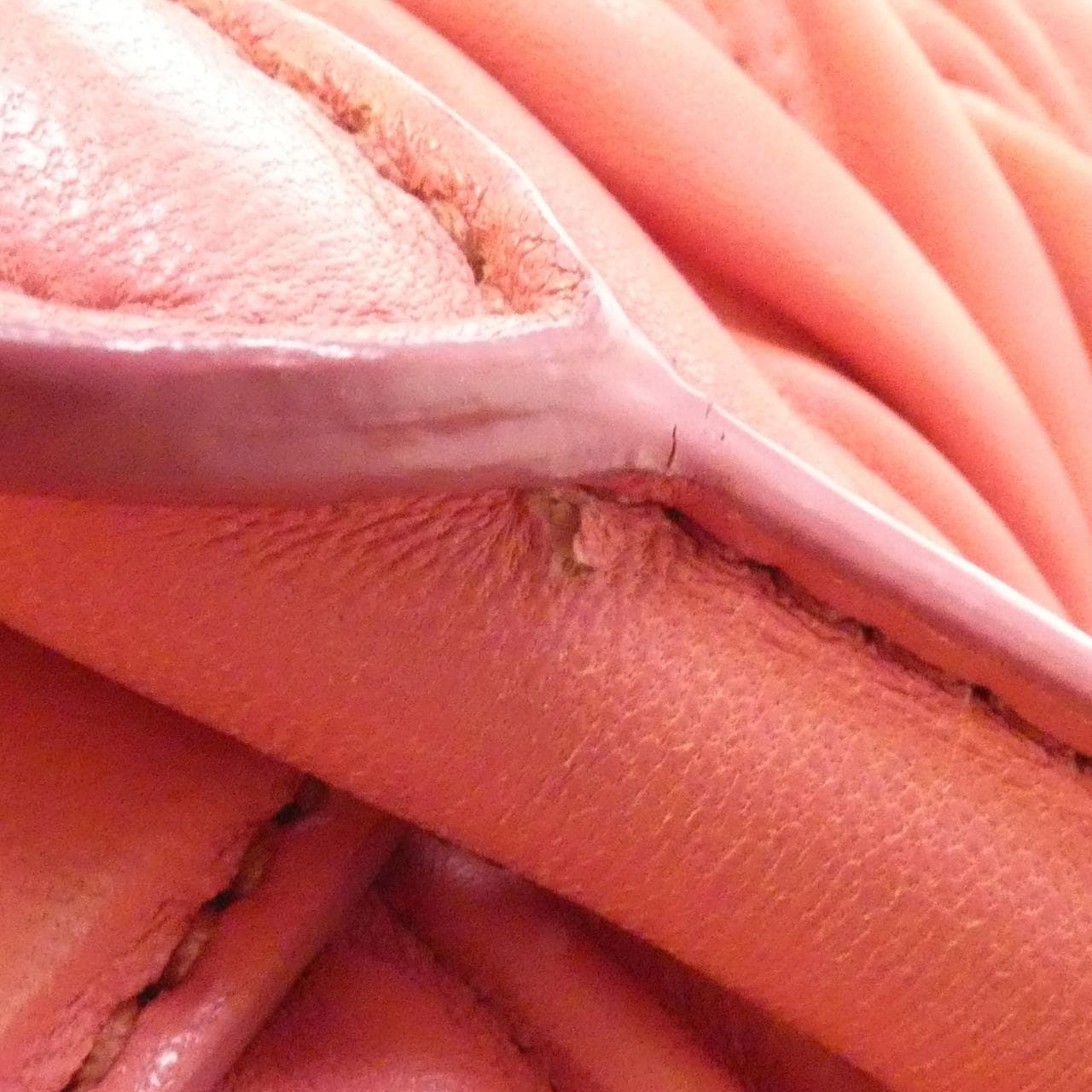 ミュウミュウ RL0066 バッグ