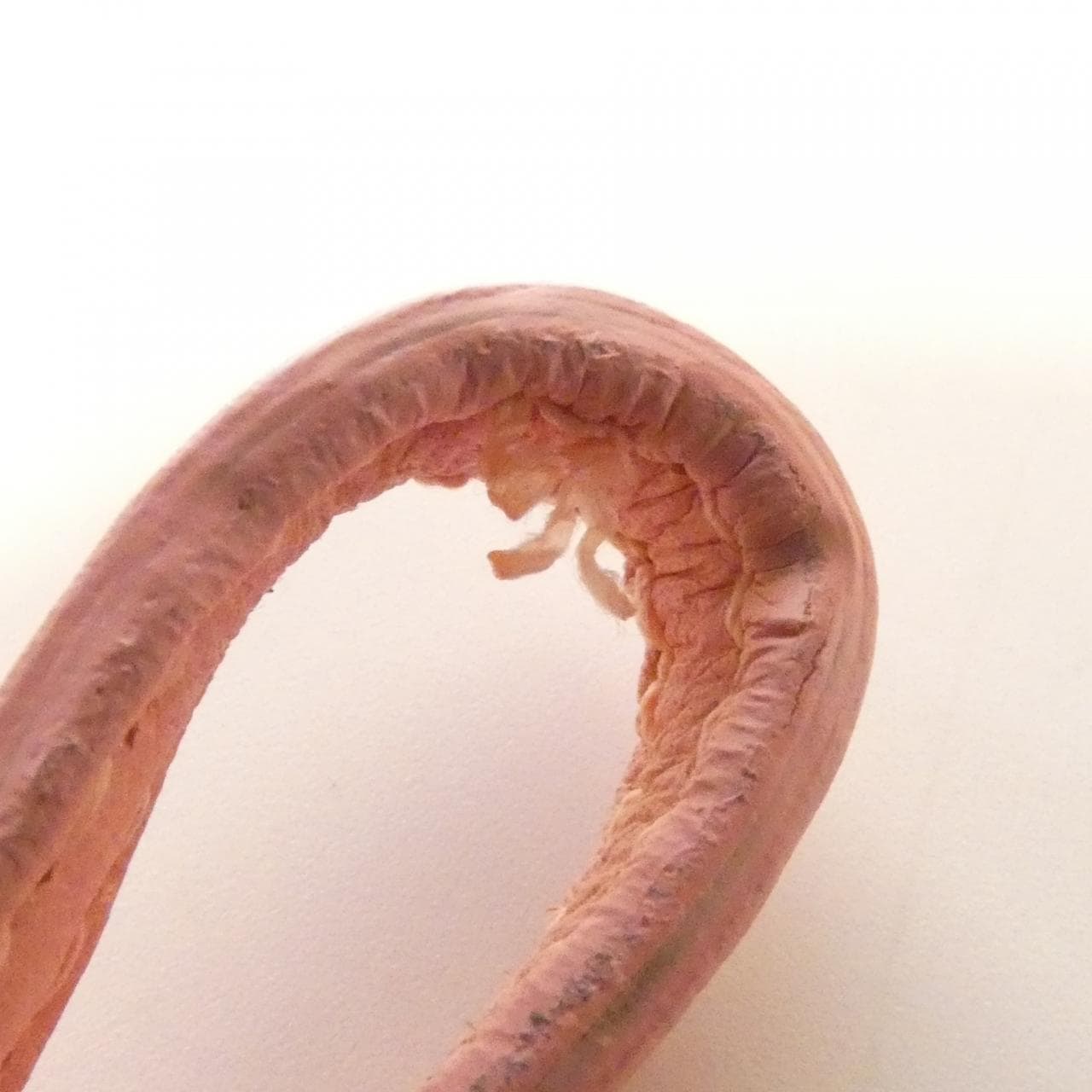 バレンシアガ 390346 バッグ