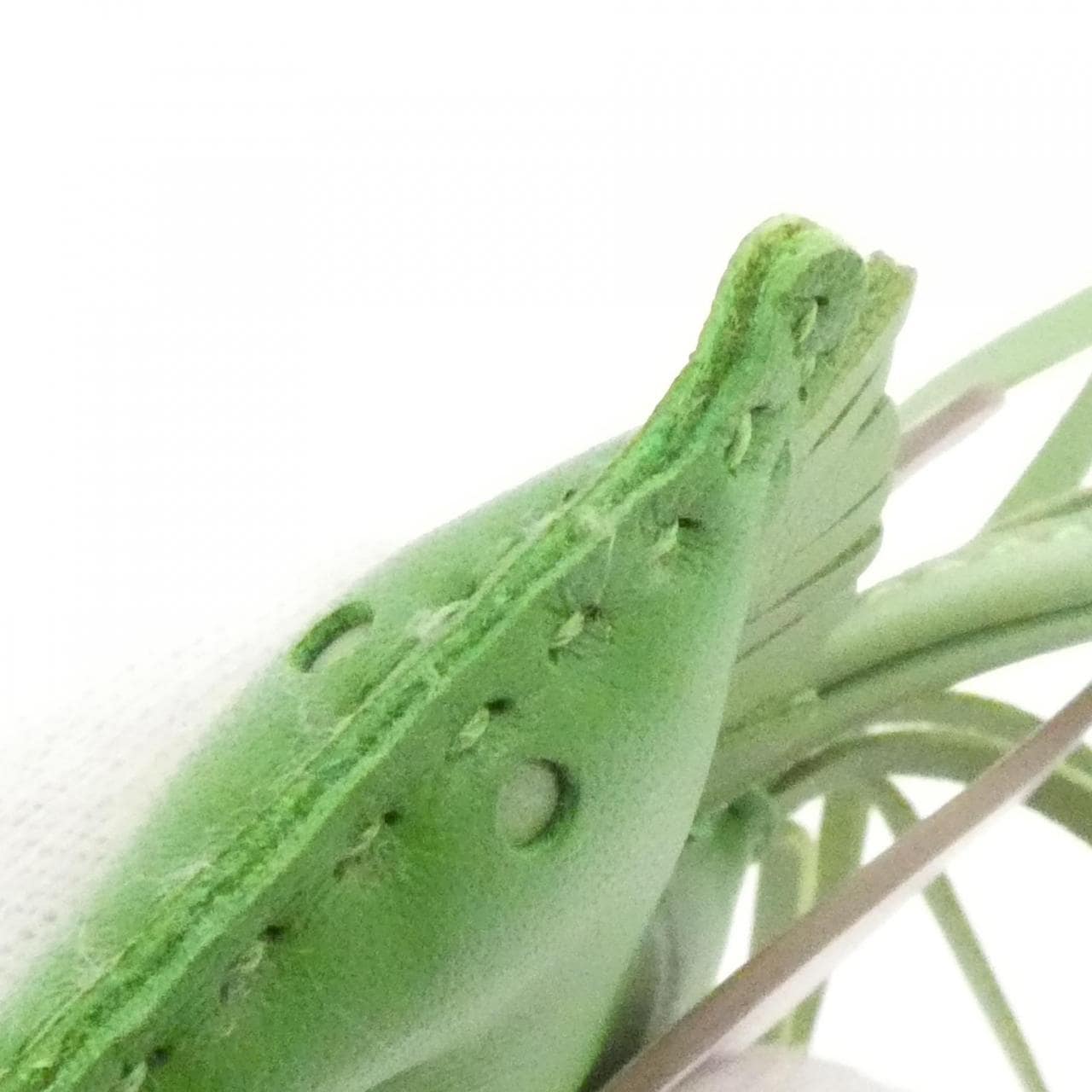 エルメス ロデオ ペガサス バッグチャーム  PM 083010CA