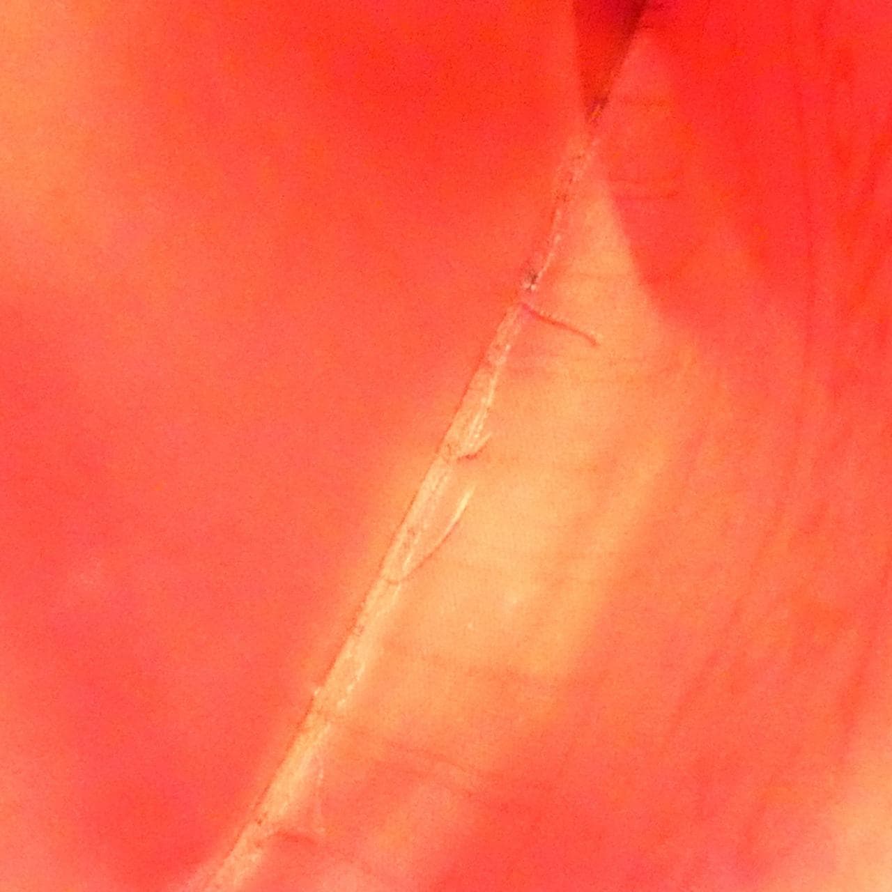 ルイヴィトン ダミエ ネヴァーフル MM N51105 バッグ