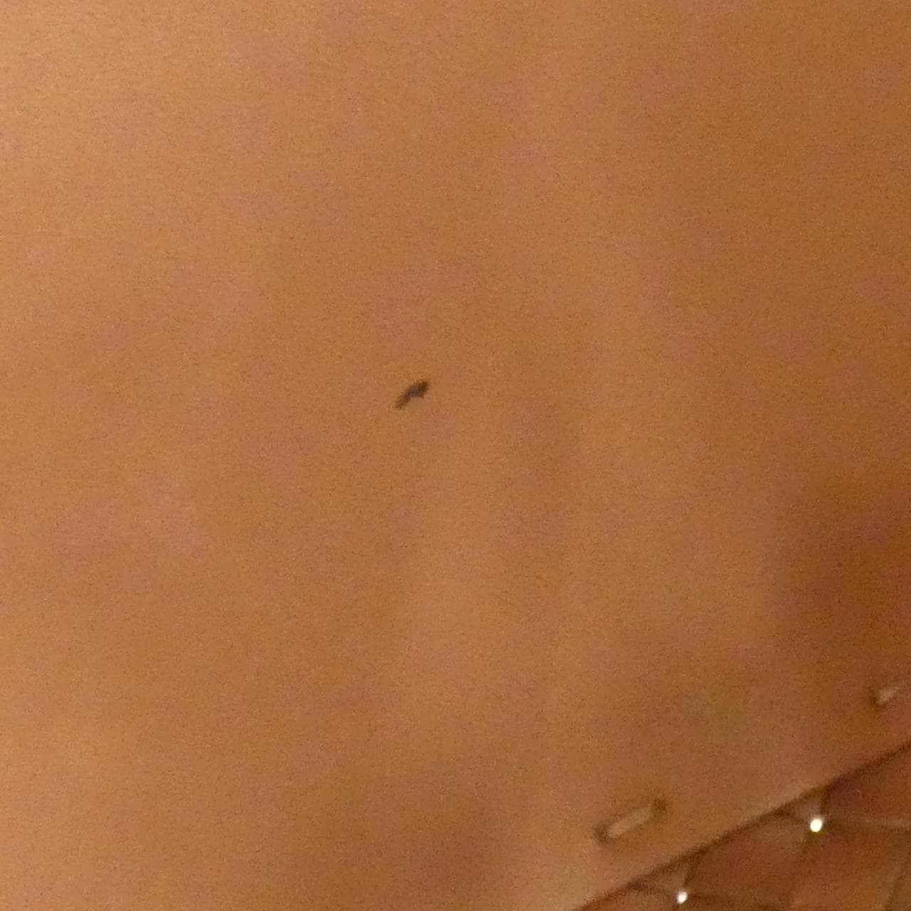 ボッテガヴェネタ カバ 115664 バッグ