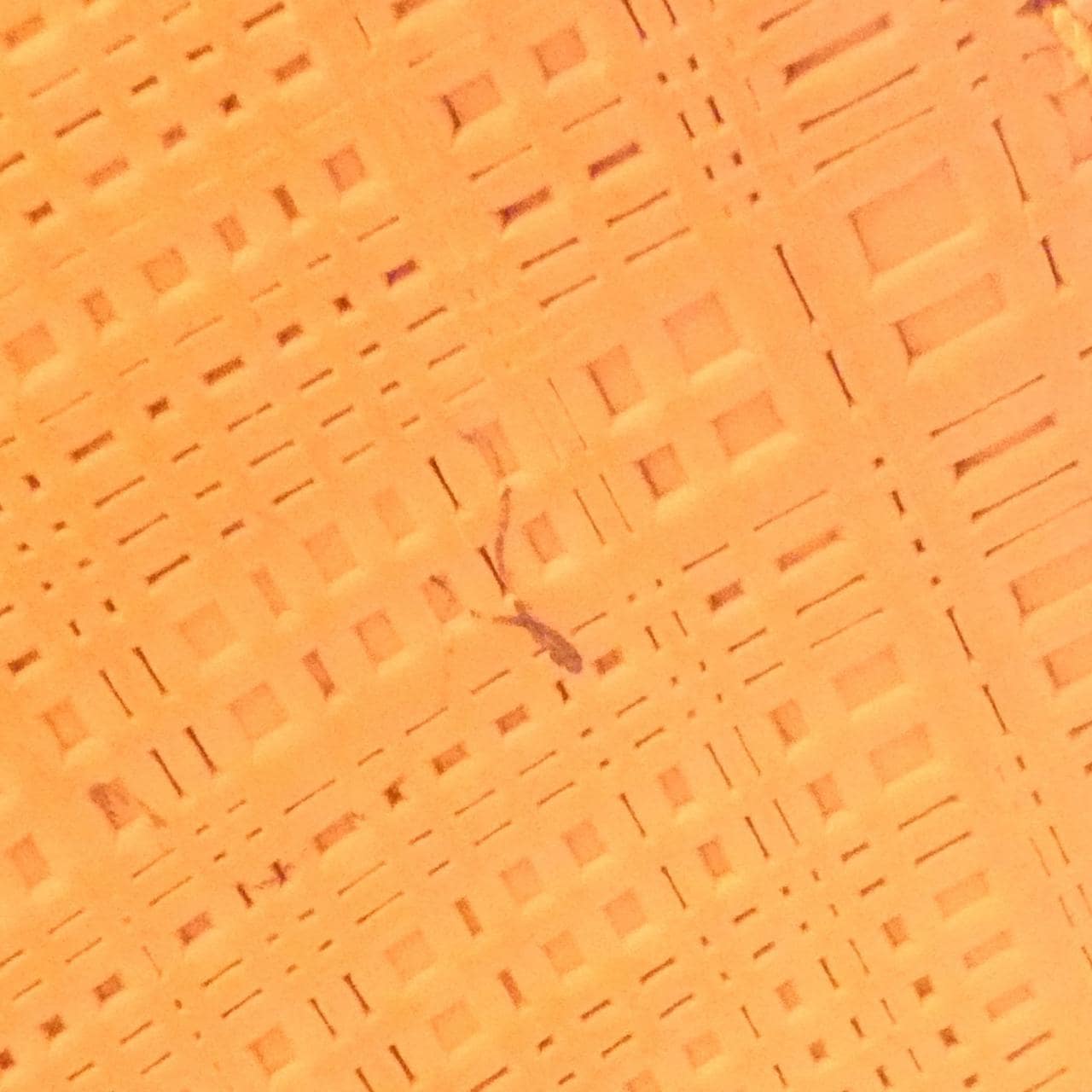 ロエベ ショルダーバッグ